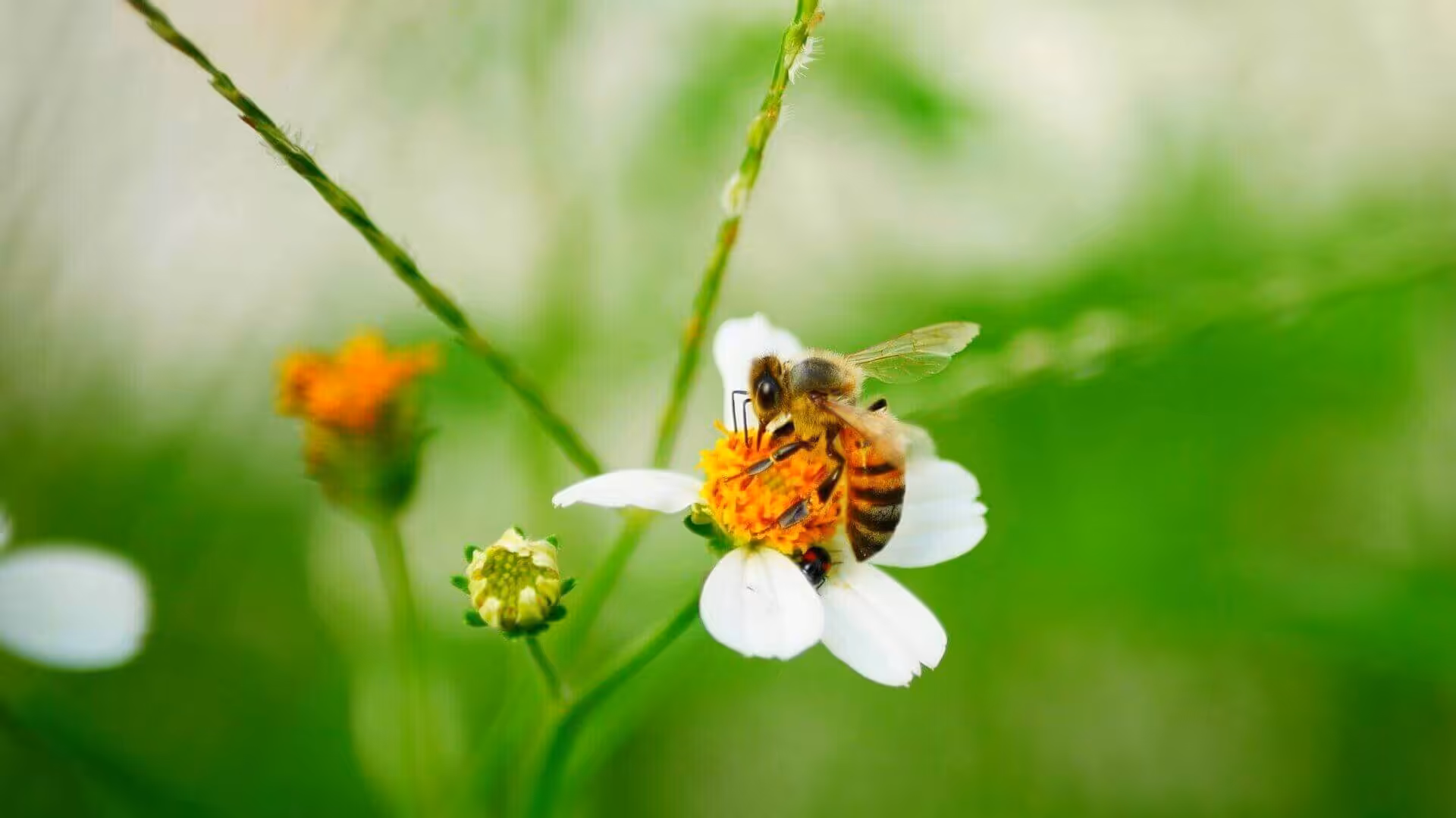 Jenis lebah flora madu