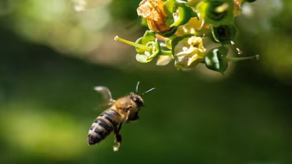 Penyerbukan bunga oleh lebah